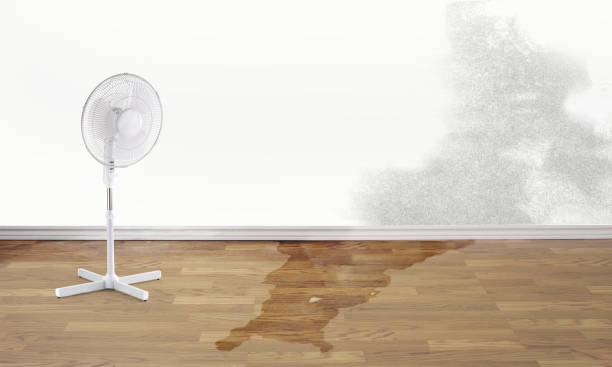Best Carpet water damage restoration  in Panacea, FL