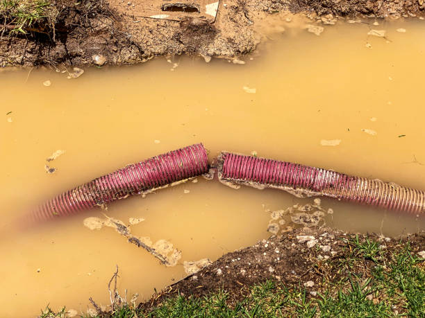 Best Water damage mitigation services  in Panacea, FL